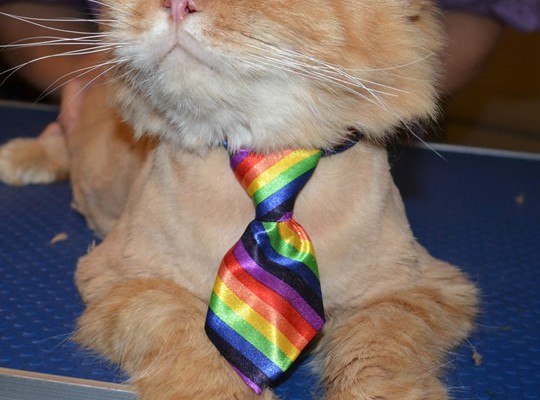 Huxley is a Persian. He had his fur shaved down, nails clipped, ears and eyes cleaned and a wash n blow dry. Pampered by Kylies Cat Grooming Services also all size dogs.