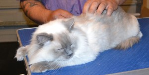 Bella is a Ragdoll. She had her fur shaved down, nails clipped, ears cleaned and a wash n blow dry. Pampered by Kylies Cat Grooming Services also all size dogs.