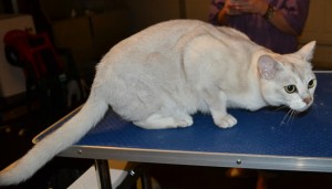 Oscar is a Burmilla. He had his fur shaved down, nails clipped and ears and eyes cleaned. Look how proud he is. Pampered by Kylies Cat Grooming Services also all size dogs.