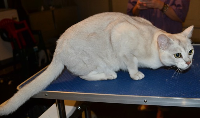 Oscar is a Burmilla. He had his fur shaved down, nails clipped and ears and eyes cleaned. Look how proud he is.  Pampered by Kylies Cat Grooming Services also all size dogs.