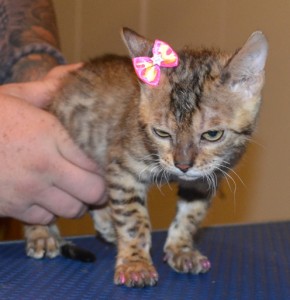 Boston is a 14 week Bengal Kitten. She had a wash n blow dry, her nails clipped, ears cleaned and some Glitter Pink Softpaw Nail caps. Pampered by Kylies Cat Grooming Services also all size dogs.