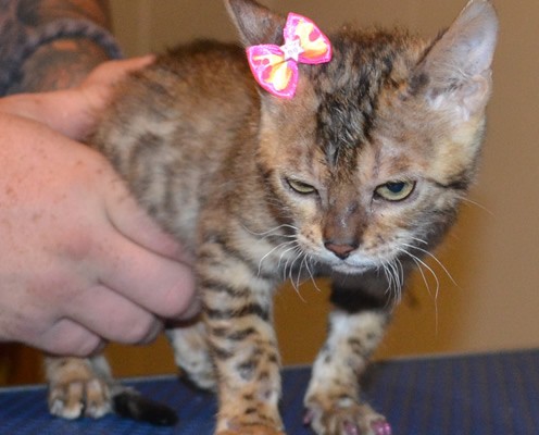 Boston is a 14 week Bengal Kitten. She had a wash n blow dry, her nails clipped, ears cleaned and some Glitter Pink Softpaw Nail caps. Pampered by Kylies Cat Grooming Services also all size dogs.