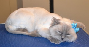 Bella is a Ragdoll. She had her fur shaved down, nails clipped, ears cleaned and a wash n blow dry. Pampered by Kylies Cat Grooming Services also all size dogs.