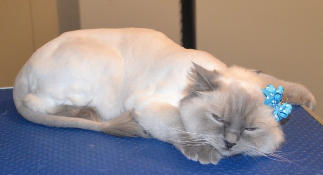 Bella is a Ragdoll. She had her fur shaved down, nails clipped, ears cleaned and a wash n blow dry. Pampered by Kylies Cat Grooming Services also all size dogs.