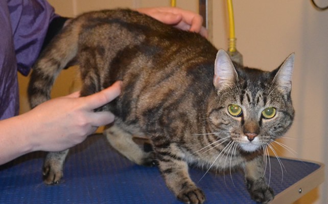 Fern is a Short hair Domestic. She had her fur shaved, nails clipped, ears cleaned and a full set of Green Softpaw nail caps. Pampered by Kylies Cat Grooming Services also all size dogs.