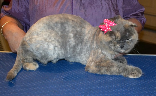 Bonnee is a Scottish Fold. She had her very thick fur shaved down, nails clipped and ears cleaned. Pampered by Kylies Cat Grooming Services also all size dogs.