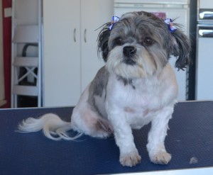 Mummy Tsumi is a Maltese x Shih Tzu. She had her fur clipped short, nails clipped, ears and eyes cleaned and a wash n blow dry. Pampered by Kylies Cat Grooming Services also all size dogs.
