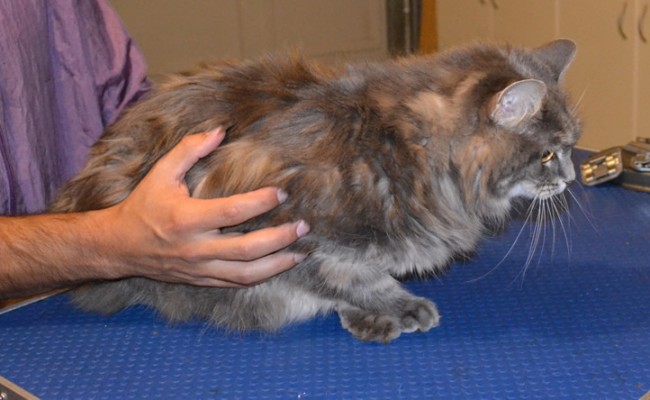 Noopa is a Medium hair Domestic. She had her matted fur shaved down, nails clipped, ears cleaned a some Red Softpaw nail caps. Pampered by Kylies Cat Grooming Services also all size dogs.