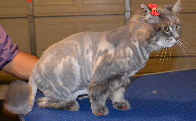 Noopa is a Medium hair Domestic. She had her matted fur shaved down, nails clipped, ears cleaned a some Red Softpaw nail caps. Pampered by Kylies Cat Grooming Services also all size dogs.