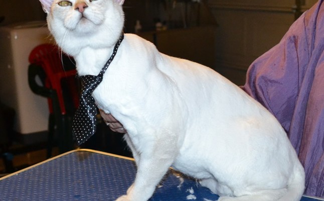 Oscar is a Burmilla. He had his fur shaved down, nails clipped and ears and eyes cleaned. Look how proud he is.  Pampered by Kylies Cat Grooming Services also all size dogs.