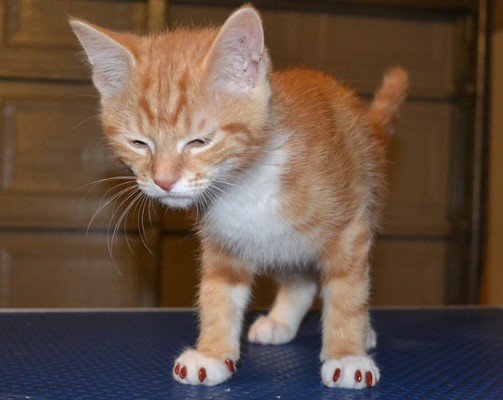 Alfie is a 13 week old Ragdoll x Orange Tabby. He came in for some Brown kitten size Softpaw nail caps.  Pampered by Kylies Cat Grooming Services also all size dogs.