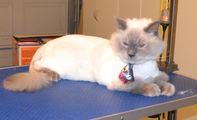 Steve is a 15 month old Ragdoll. He had his matted fur shaved off, nails clipped, ears cleaned and a wash n blow dry.  Pampered by Kylies Cat Grooming Services also all size dogs.