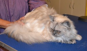 Millie is a Ragdoll. She had her fur shaved down, nails clipped, ears and eyes cleaned, a wash n blow dry and Glitter Pink Softpaw nail caps. Pampered by Kylies Cat Grooming Services also all size dogs.