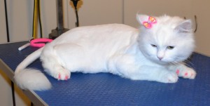 Daisy is a medium hair Domestic. She had her fur shaved down, nails clipped, ears cleaned a wash n blow dry and a full set of Hot Pink Softpaw nail caps. Pampered by Kylies Cat Grooming Services also all size dogs.