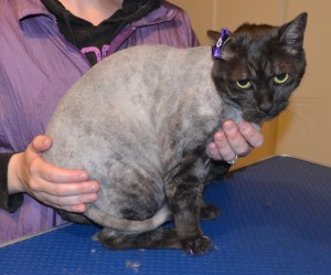 Middy is a Short hair Domestic. She had her fur shaved down, nails clipped, ears cleaned, a wash n blow dry and is wearing Glitter Purple Softpaw nail caps. Pampered by Kylies Cat Grooming Services also all size dogs.