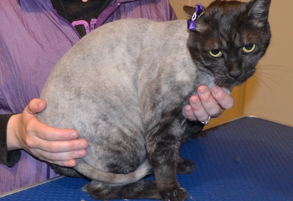 Middy is a Short hair Domestic. She had her fur shaved down, nails clipped, ears cleaned, a wash n blow dry and is wearing Glitter Purple Softpaw nail caps.  Pampered by Kylies Cat Grooming Services also all size dogs.