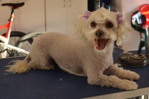 Poppy is a maltese x Shih Tzu. She had her matted fur shaved off, nails clipped, ears and eyes cleaned and a wash n blow dry. Pampered by Kylies Cat Grooming Services also all size dogs.