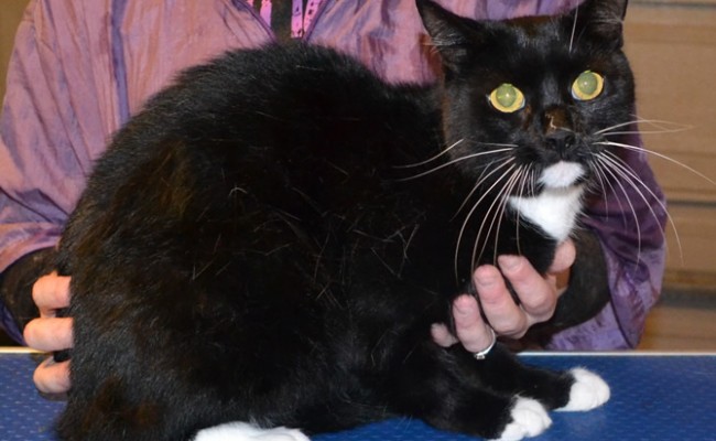 Titan is a Short hair Domestic. He had his fur shaved down, nails clipped, ears cleaned and is wearing Blue Softpaw nail caps.   Pampered by Kylies Cat Grooming Services also all size dogs.