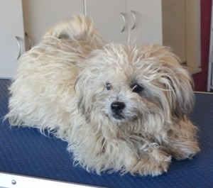 Baby Kubki is a 5 month old Maltese x Shih Tzu. She had her fur clipped short, nails clipped, ears and eyes cleaned and a wash n blow dry. Pampered by Kylies Cat Grooming Services also all size dogs.