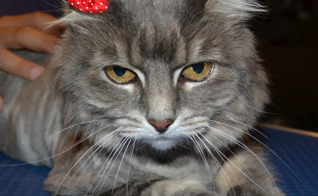 Noopa is a Medium hair Domestic. She had her matted fur shaved down, nails clipped, ears cleaned a some Red Softpaw nail caps. Pampered by Kylies Cat Grooming Services also all size dogs.