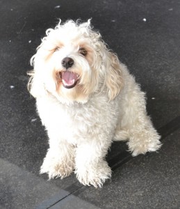 Bondi is a Cavoodle. He has his fur clipped short, nails clipped, ears and eyes cleaned and a wash n blow dry. Pampered by Kylies Cat Grooming Services also all size dogs.