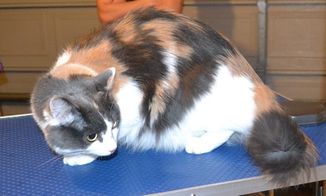 Peggy is a Medium Hair Domestic. She had her fur shaved down, nails clipped and ears cleaned. Peggy sang at the top of her lungs. Such beautiful vocals she has. Pampered by Kylies Cat Grooming Services also all size dogs.