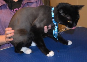 Titan is a Short hair Domestic. He had his fur shaved down, nails clipped, ears cleaned and is wearing Blue Softpaw nail caps. Pampered by Kylies Cat Grooming Services also all size dogs.