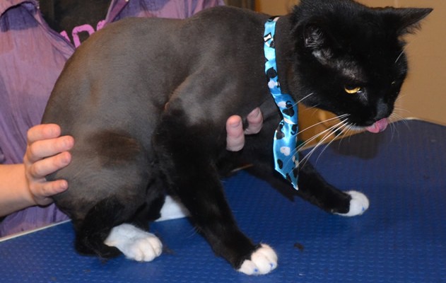 Titan is a Short hair Domestic. He had his fur shaved down, nails clipped, ears cleaned and is wearing Blue Softpaw nail caps.   Pampered by Kylies Cat Grooming Services also all size dogs.