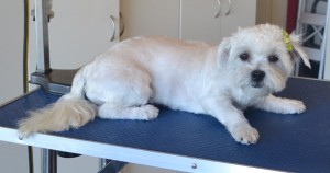 Baby Kubki is a 5 month old Maltese x Shih Tzu. She had her fur clipped short, nails clipped, ears and eyes cleaned and a wash n blow dry. Pampered by Kylies Cat Grooming Services also all size dogs.