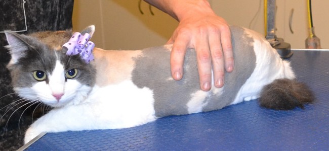 Peggy is a Medium Hair Domestic. She had her fur shaved down, nails clipped and ears cleaned. Peggy sang at the top of her lungs. Such beautiful vocals she has. Pampered by Kylies Cat Grooming Services also all size dogs.