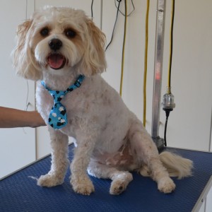 Bondi is a Cavoodle. He has his fur clipped short, nails clipped, ears and eyes cleaned and a wash n blow dry. Pampered by Kylies Cat Grooming Services also all size dogs.