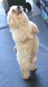 Daddy Latte is a Maltese x Shih Tzu. He had his fur clipped short, nails clipped, ears and eyes cleaned and a wash n blow dry. Pampered by Kylies Cat Grooming Services also all size dogs.