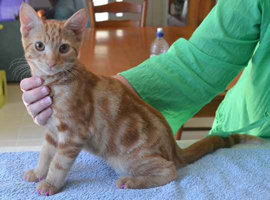 Jax is a 11 week old Short hair Domestic Kitten. He is wearing a full set of Purple Softpaw nail caps. Pampered by Kylies Cat Grooming Services also all size dogs.