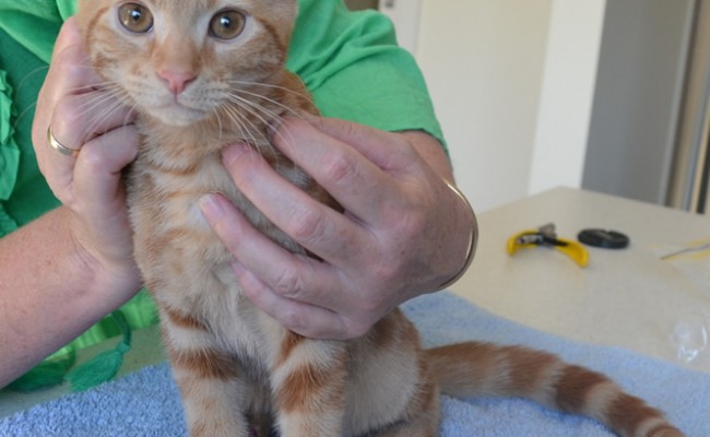 Jax is a 11 week old Short hair Domestic Kitten. He is wearing a full set of Purple Softpaw nail caps. Pampered by Kylies Cat Grooming Services also all size dogs.