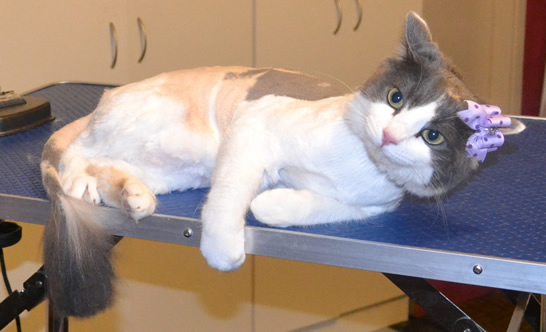 Peggy is a Medium Hair Domestic. She had her fur shaved down, nails clipped and ears cleaned. Peggy sang at the top of her lungs. Such beautiful vocals she has. Pampered by Kylies Cat Grooming Services also all size dogs.