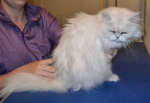 Chanel is a Persian. She had her matted fur shaved off, nails clipped and ears and eyes cleaned. Pampered by Kylies Cat Grooming Services also all size dogs.