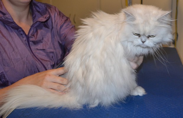 Chanel is a Persian. She had her matted fur shaved off, nails clipped and ears and eyes cleaned. Pampered by Kylies Cat Grooming Services also all size dogs.