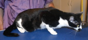 Harvey is a Short hair Domestic. He had his fur shaved down, nails clipped and ears cleaned. Pampered by Kylies Cat Grooming Services also all size dogs.