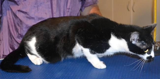 Harvey is a Short hair Domestic. He had his fur shaved down, nails clipped and ears cleaned. Pampered by Kylies Cat Grooming Services also all size dogs.