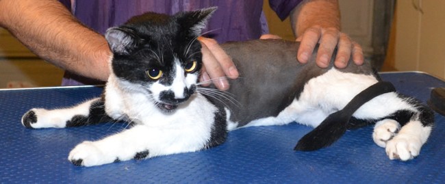 Harvey is a Short hair Domestic. He had his fur shaved down, nails clipped and ears cleaned. Pampered by Kylies Cat Grooming Services also all size dogs.