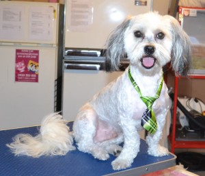 Cosworth is a Bichon x. He had his fur clipped short, nails clipped, ears and eyes cleaned and a wash n blow dry. Pampered by Kylies Cat Grooming Services also all size dogs.