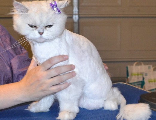 Chanel is a Persian. She had her matted fur shaved off, nails clipped and ears and eyes cleaned. Pampered by Kylies Cat Grooming Services also all size dogs.