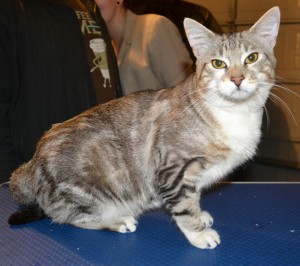 Osiris is a Short hair Domestic. He had his nails clipped and a full set of Glitter Purple Softpaw nail Caps. Pampered by Kylies Cat Grooming Services.