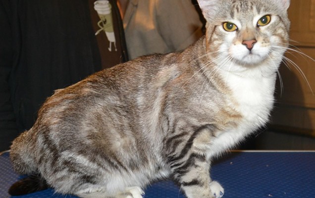 Osiris is a Short hair Domestic. He had his nails clipped and a full set of Glitter Purple Softpaw nail Caps. Pampered by Kylies Cat Grooming Services.