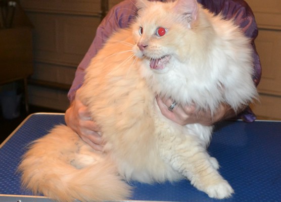 Merlin is a Redpoint ragdoll. He had his matted fur shaved off, nails clipped, ears cleaned and wash n blow dry and a full set of Glitter Gold Softpaw nail caps.Pampered by Kylies Cat Grooming Services.