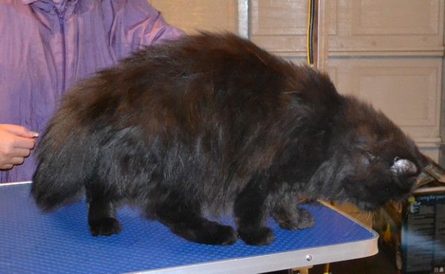 Sundae is a Himalayan. She had her nails clipped, fur shaved down and ears cleaned.  Pampered by  Kylies Cat Grooming Services also all size dogs.
