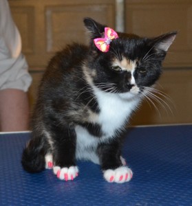 Lilly is a 3 mth old Medium Hair Domestic Kitten. She got a full set of Hot Pink Kitten Softpaw nail Caps. Pampered by Kylies Cat Grooming Services also all size dogs.