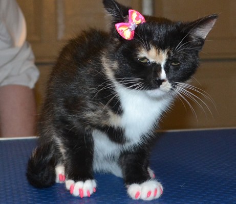 Lilly is a 3 mth old Medium Hair Domestic Kitten. She got a full set of Hot Pink Kitten Softpaw nail Caps.  Pampered by Kylies Cat Grooming Services also all size dogs.