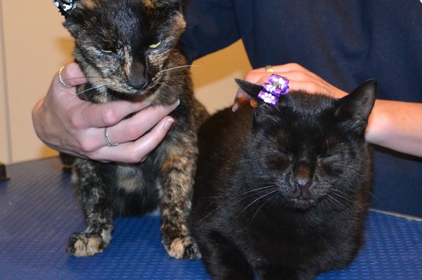 Cookie the Tortoise Shell and Cairo the Burmese, both had their nails clipped, ears cleaned and a wash n blow dry.  Pampered by Kylies Cat Grooming Services.