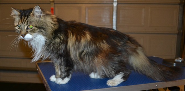 Pepona is a 20 yr old Long/Medium hair Domestic. She had her matted fur clipped short, nails clipped and ears cleaned. She is also now wearing a dinosaur jacket from us. Pampered by Kylies cat Grooming Services.